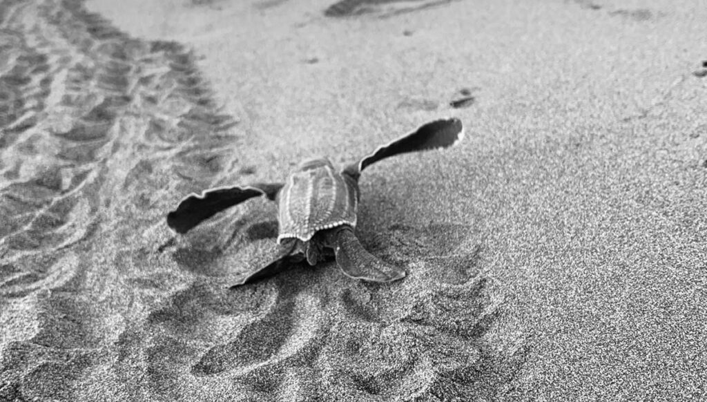 Tortue Luth bébé Costa Rica