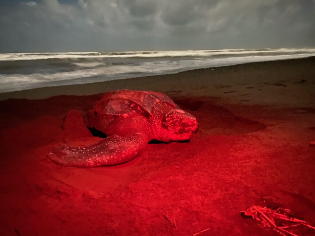 destination voyage : tortue Luth sur une plage de Pacuare