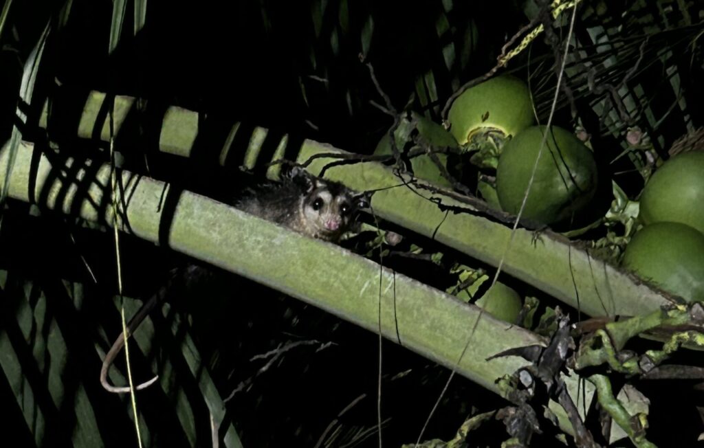 Opposum Pacuare Costa Rica