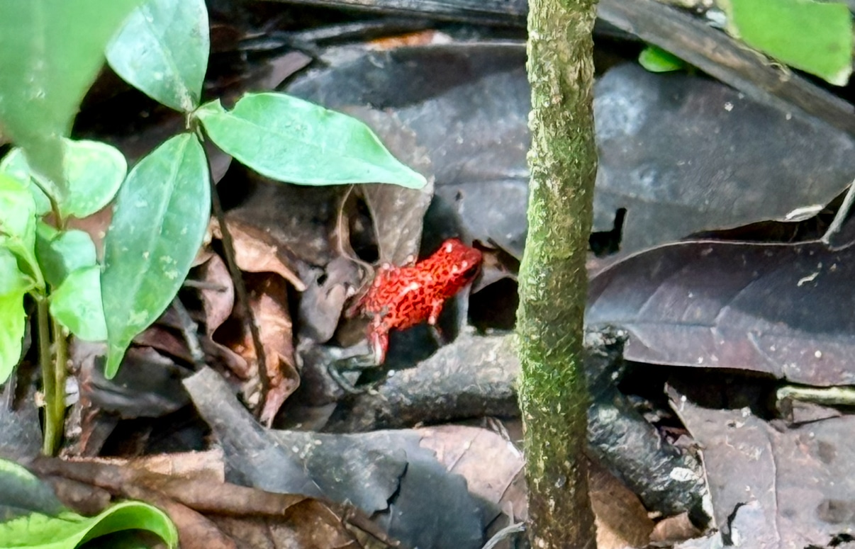 Blue jean frog in Barra de Pacuare Costa Rica