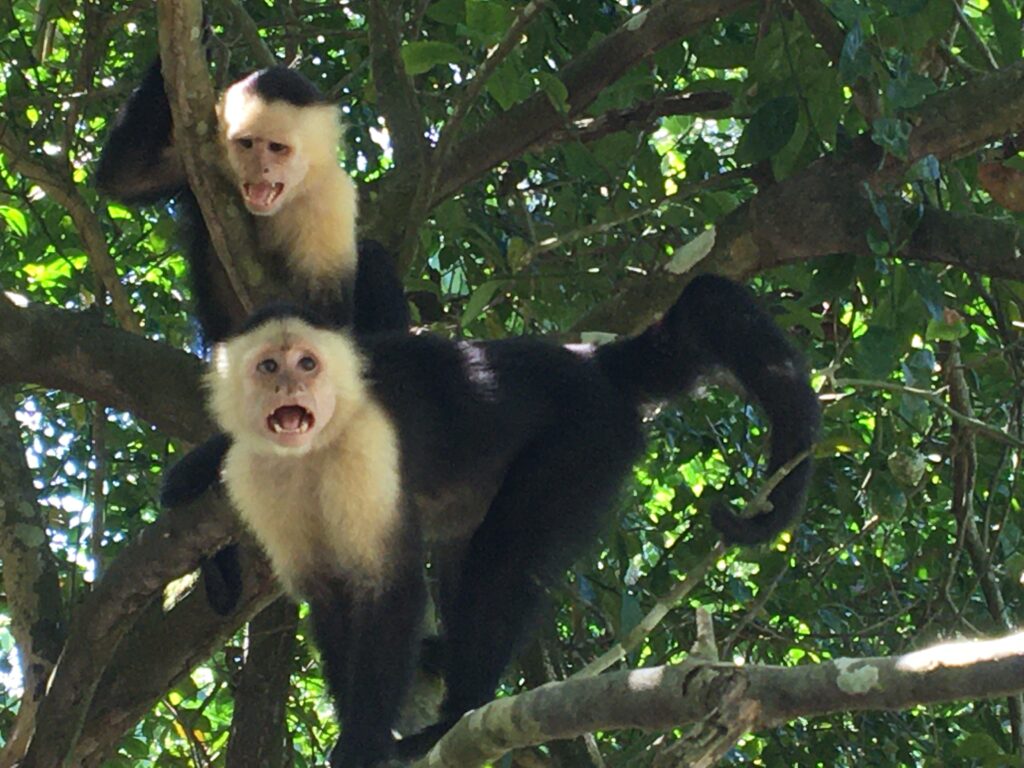 Singe capucin costa rica