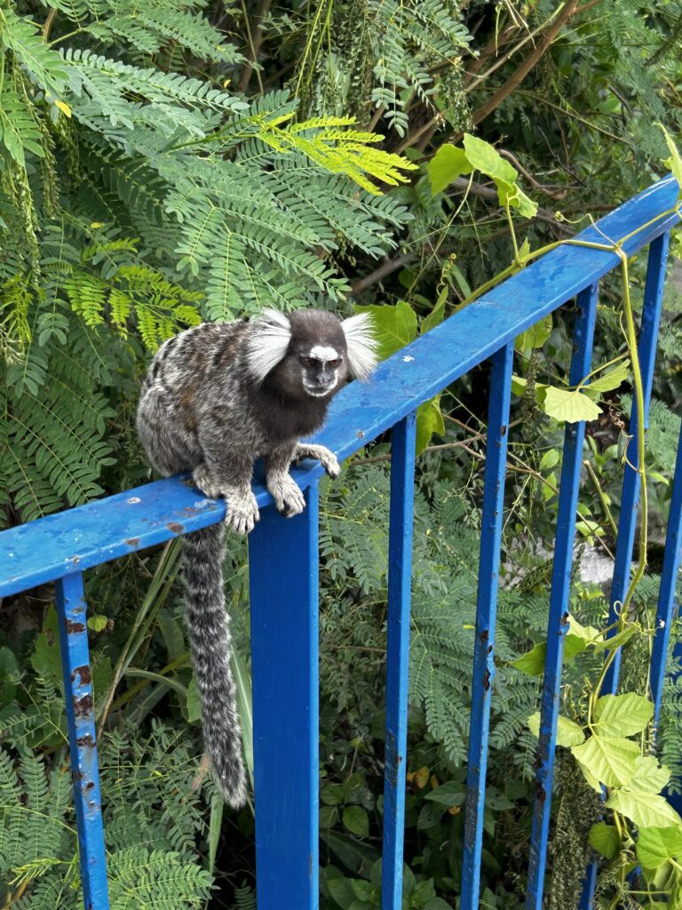 Ouistiti au Forte Duque de Caxias, Rio de Janeiro